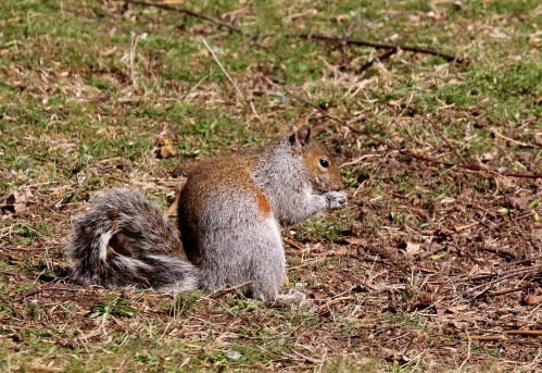 7F1A6072 Grey Squirrel