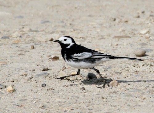 7F1A6090 Pied Wagtail