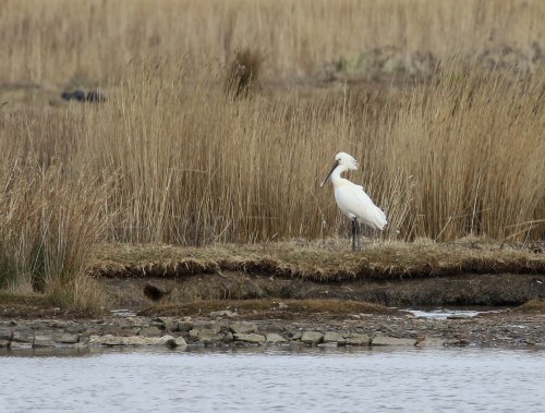 7F1A6100 Spoonbill Lodmoor
