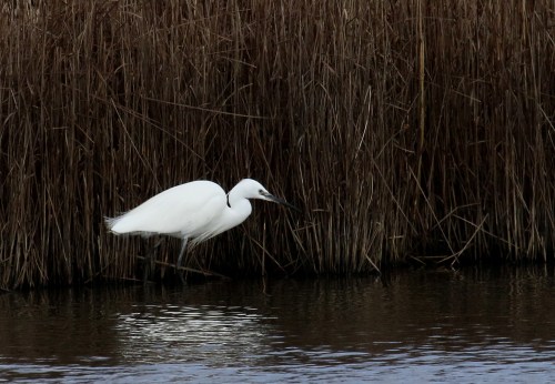 7F1A6105 Little Egret