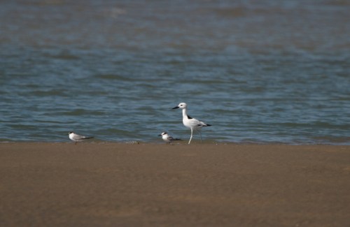IMG_28772 Crab Plover FL