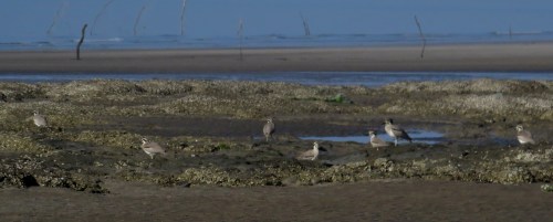 IMG_3663 Gt Thick-knees