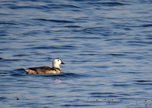 IMG_3784 Cotton Pygmy Goose