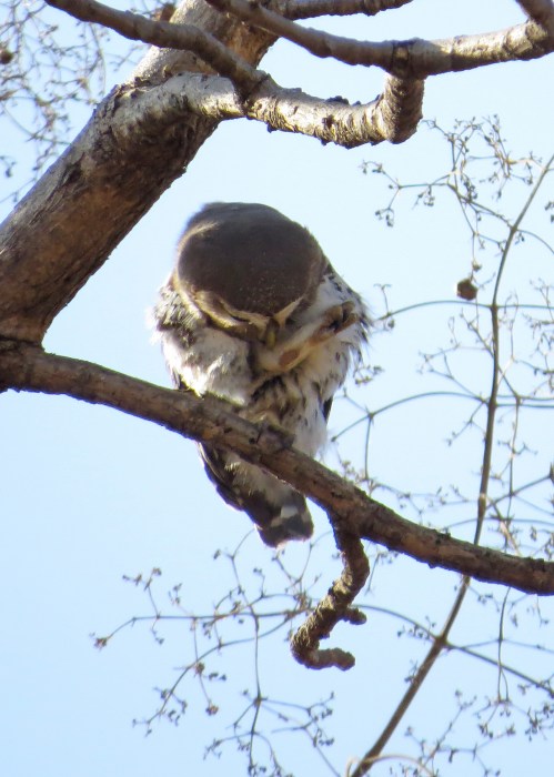 IMG_3814 Forest Owlet