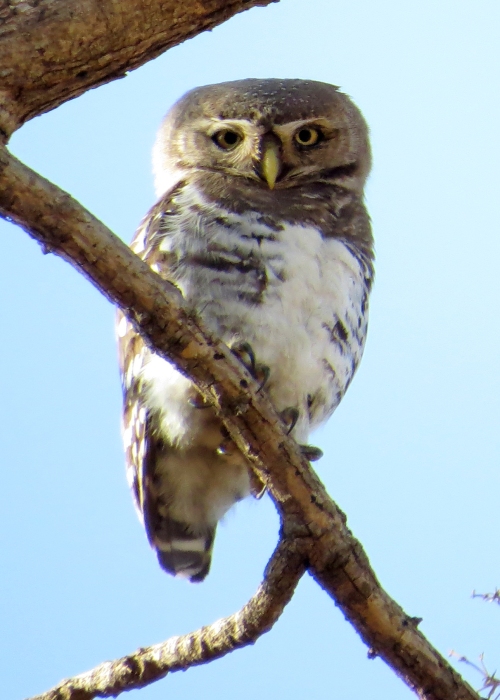IMG_3818 Forest Owlet