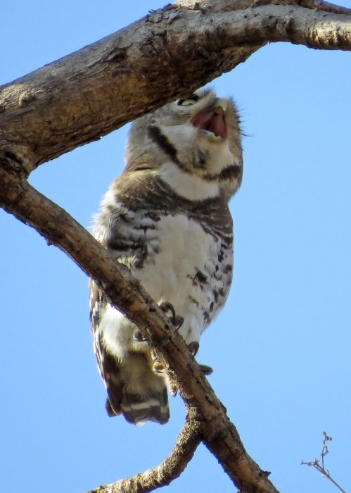 IMG_3822 Forest Owlet