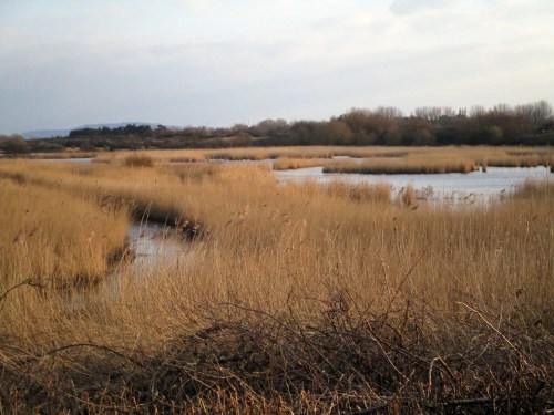 IMG_3852 Lodmoor