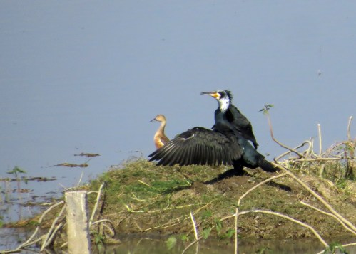 IMG_3877 Gt Cormorant and Lesser Whistling Duck