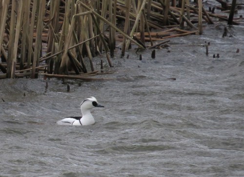 IMG_3980 Smew Drake