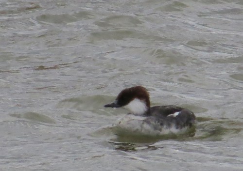 IMG_3986 Smew female