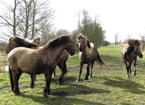 IMG_4031 Konig horses