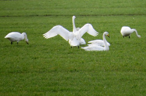 IMG_4039 Whooper Swans