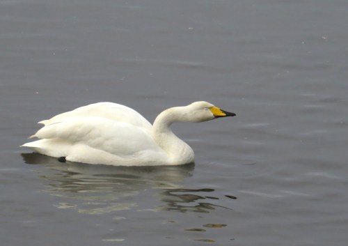 IMG_4056 Whooper Swan
