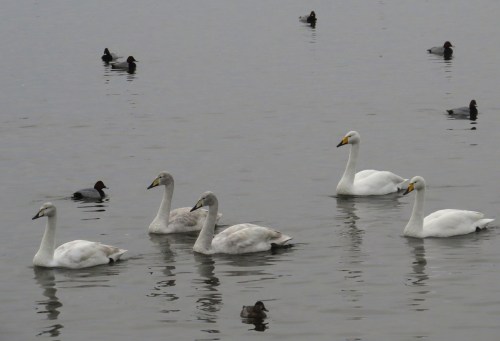 IMG_4095 Whooper Swans