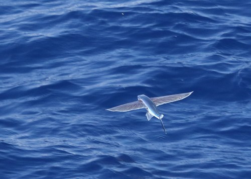 7F1A0133 Flying Fish