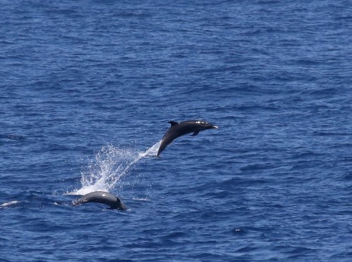 7F1A1247 PTS Dolphins