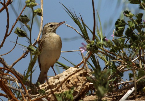7F1A2168 Tawny Pipit