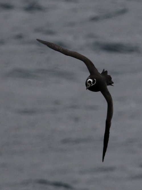 7F1A9629 Spectacled Petrel best