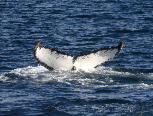 IMG_4587 Humpback Whale