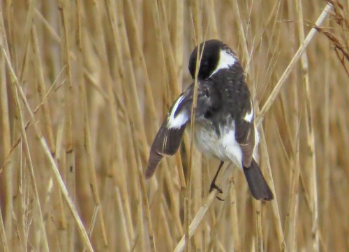 IMG_4945 Caspian Stonechat