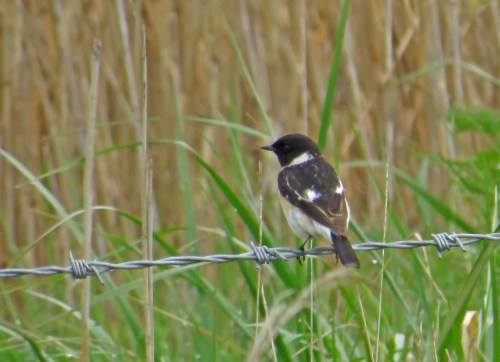 IMG_4966 Caspian Stonechat