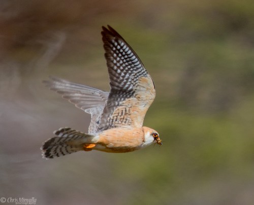 Red-footed falcon1 Chris Minvalla