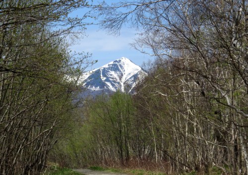 IMG_5099 Forests near PK