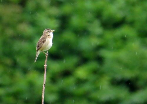 IMG_5927 BB Reed Warbler