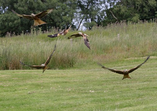 7F1A5224 Red Kites