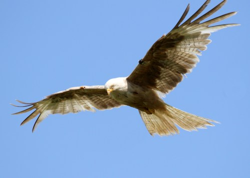 7F1A5349 leucistic Red Kite