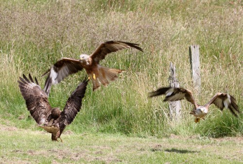7F1A5406 Buzzard & Kites