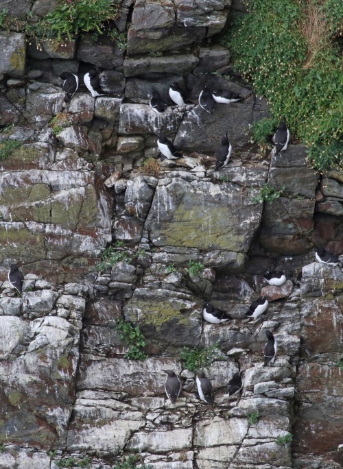 7F1A5441 Razorbills & 2 Guilles