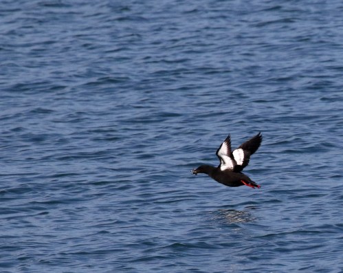 7F1A5480 Black Guillemot