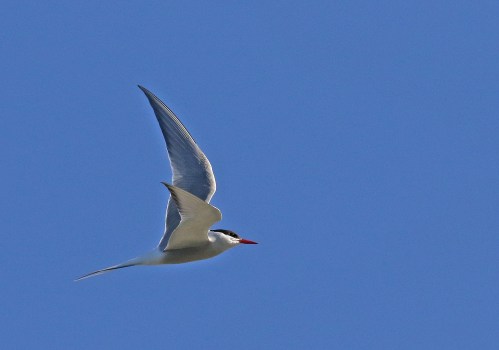 7F1A5532 Arctic Tern