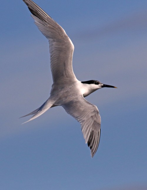 7F1A5543 Sandwhich Tern