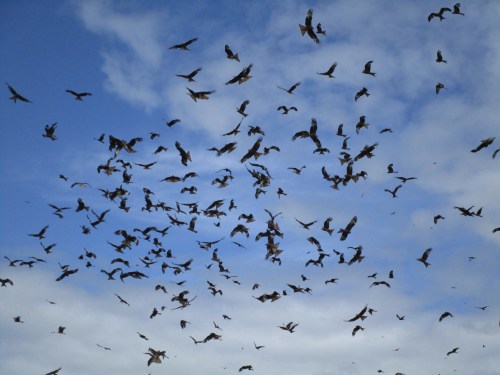 IMG_4723 Red Kites Gigrin Farm