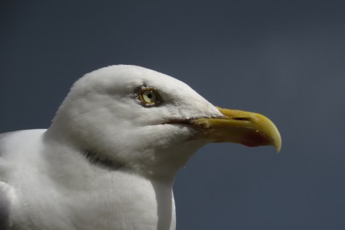 IMG_6059 Herring Gull ad