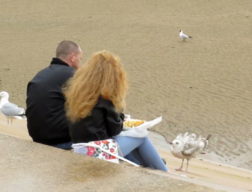 IMG_6224 gulls being fed