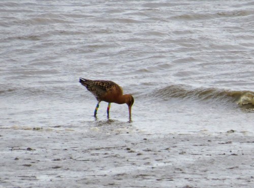IMG_6294 cr Blackwit