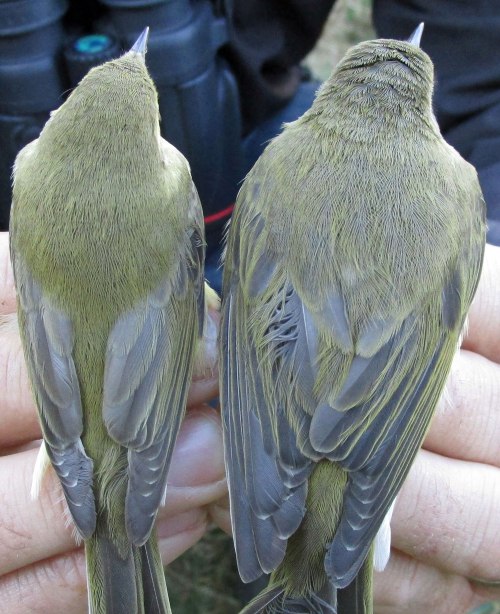 img_4942-willow-warbler-mf-size-difference-for-web