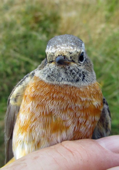 img_4956-3m-redstart-for-web