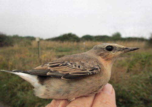 img_4971-wheatea-for-webr