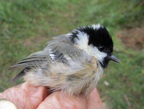 img_4975-coal-tit-dcp-for-web