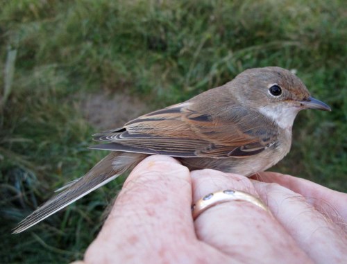 img_5009-whitethroat3-with-ad-tail-for-web