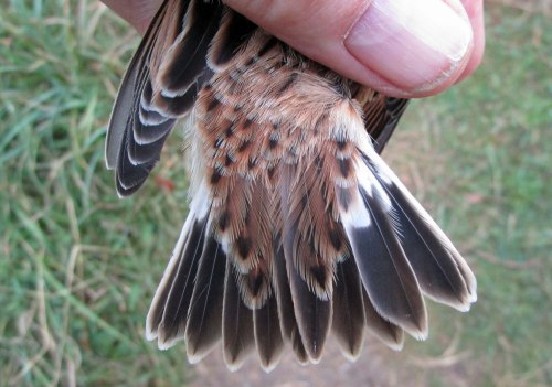 img_5014-whinchat-tail-for-web