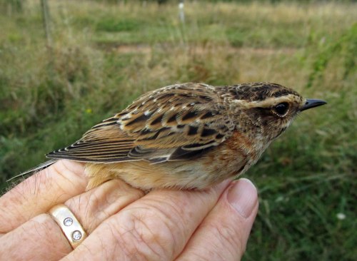 img_5018-whinchat-for-web