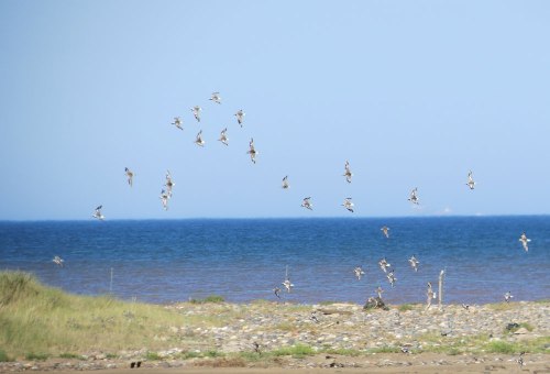 img_6312-grey-plovers-fw