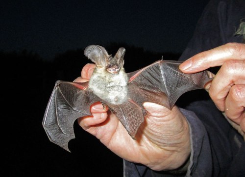 bat-sp-dcp-020116-3-for-web