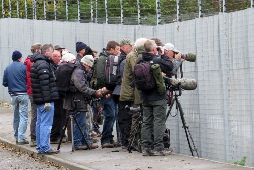 img_6408-sibe-accentor-twitch-for-web