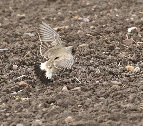 issy-wheatear2-spurn-cm-191016